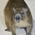 hutia_desmarest_chiq_jar_v_0232_cub2347.jpg